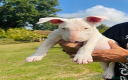 English Bull Terrier dogs for sale: Beaverden Kid Galahad aka Elvis - Image 2