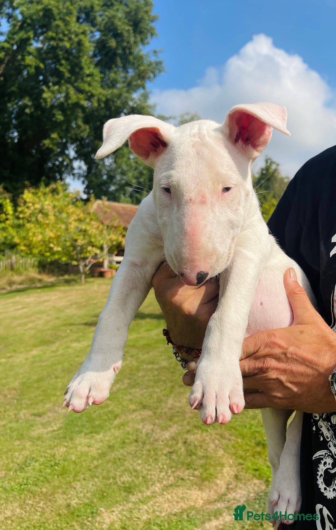English Bull Terrier dogs for sale: Beaverden Kid Galahad aka Elvis - Image 2