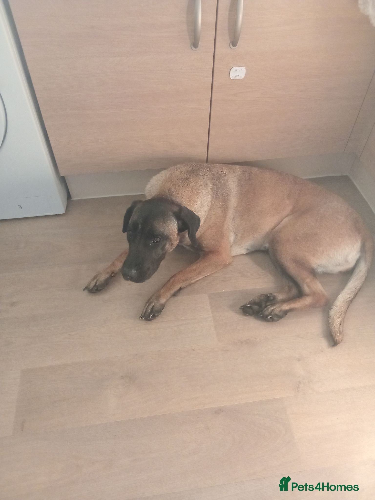Belgian Shepherd Dog dogs Female belguim shepard  - Advert 1