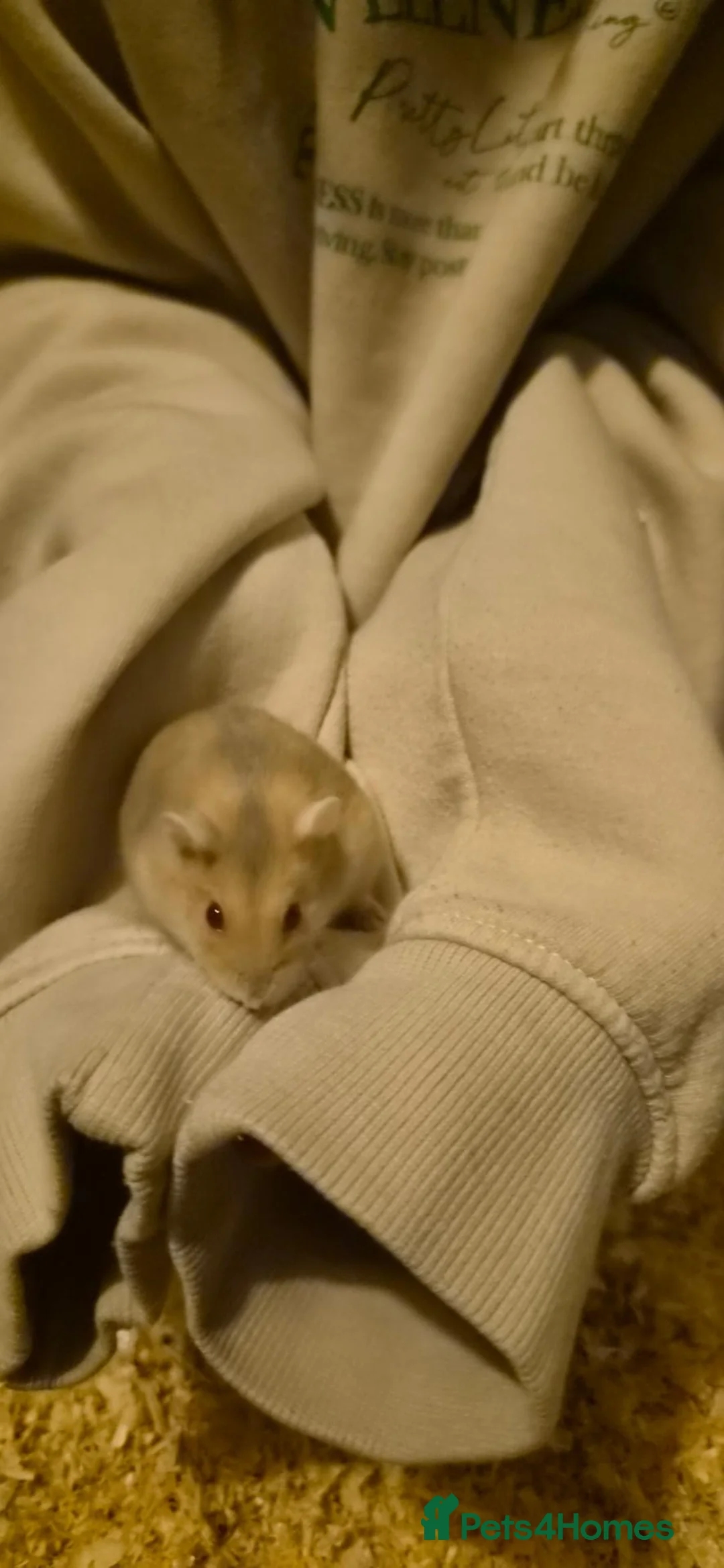 Hamster rodents for sale: Urgent Rehome Needed in North Shields - Advert 5