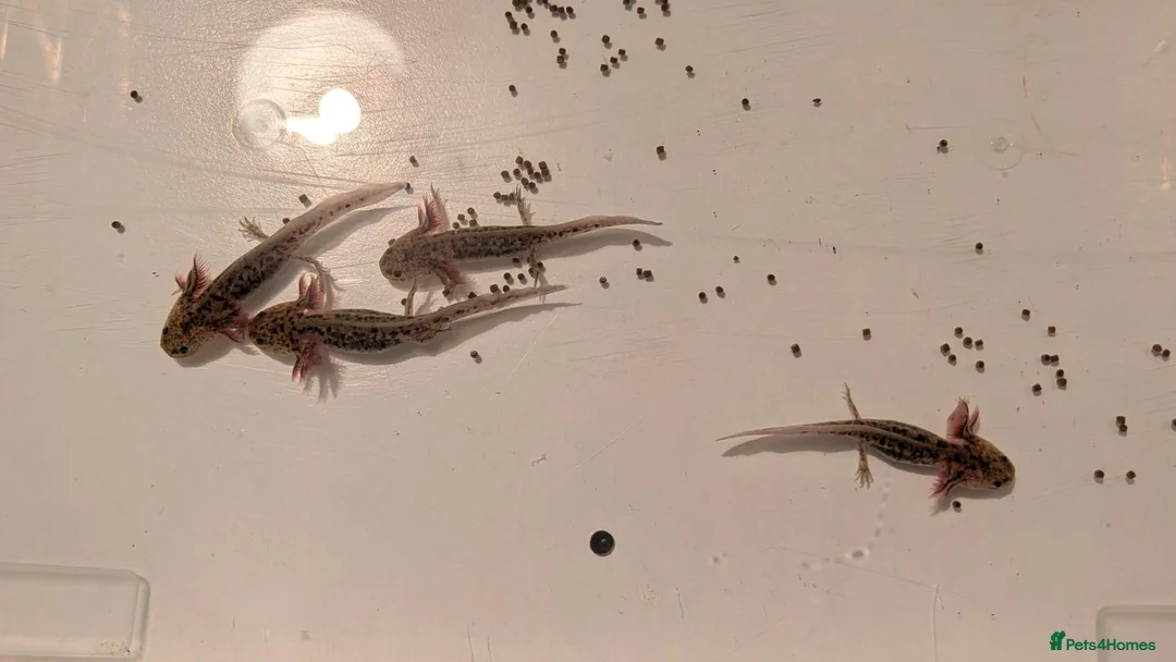 Axolotl reptiles for sale: Mixed Axolotl Babies in Welshpool - Advert 2