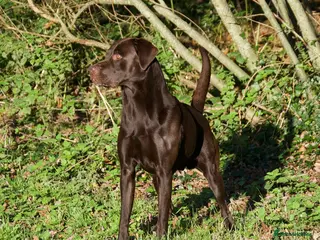 Labrador Retriever dogs Working chocolate Labrador stud 0/0 hips & elbows - Advert 22