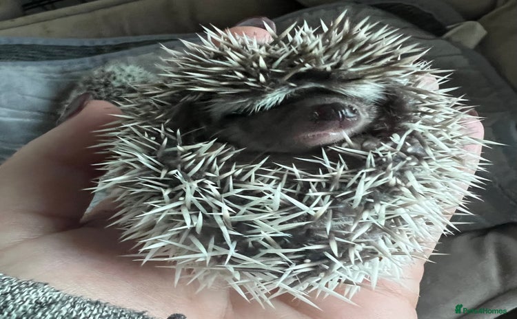 Pygmy Hedgehog rodents - Advert 10