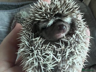 Pygmy Hedgehog rodents - Advert 2