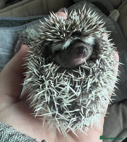 Pygmy Hedgehog rodents - Advert 10