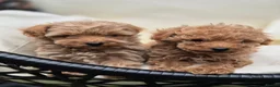 Toy Poodle dogs for stud: Red Toy Poodle Stud - Advert 9