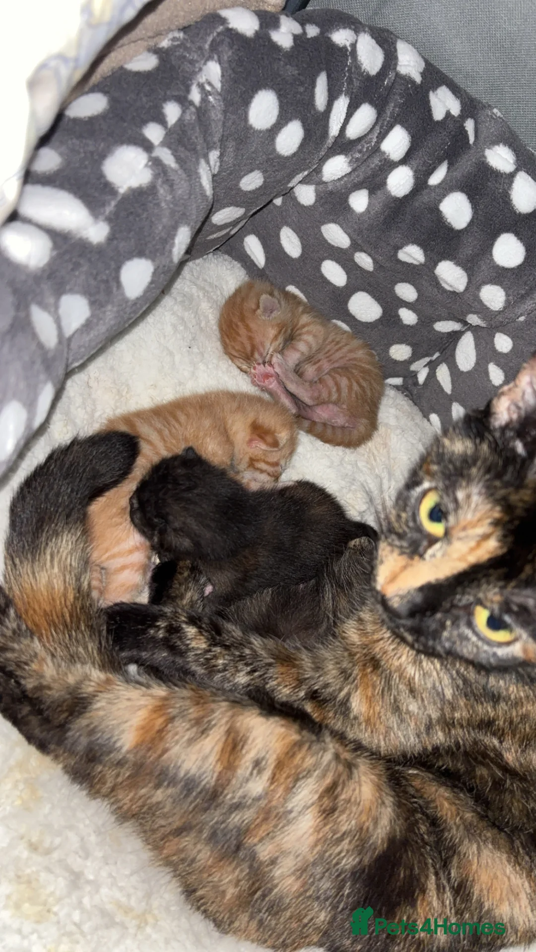 Domestic Shorthair cats for sale: Beautiful Kittens - Advert 2