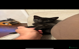 Mixed Breed cats for sale: Bonded Pair of Kittens Seeking a Forever Home  - Image 3