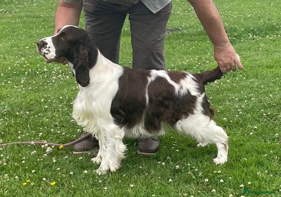 English Springer Spaniel dogs for sale:  Mr R Smith - Advert 4