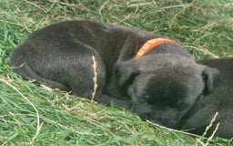 Staffordshire Bull Terrier dogs for sale: Staffordshire Bull Terrier Pups - Image 7