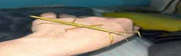 Stick Insects invertebrates for sale: Stick insects and eggs available  in Plymouth - Advert 2