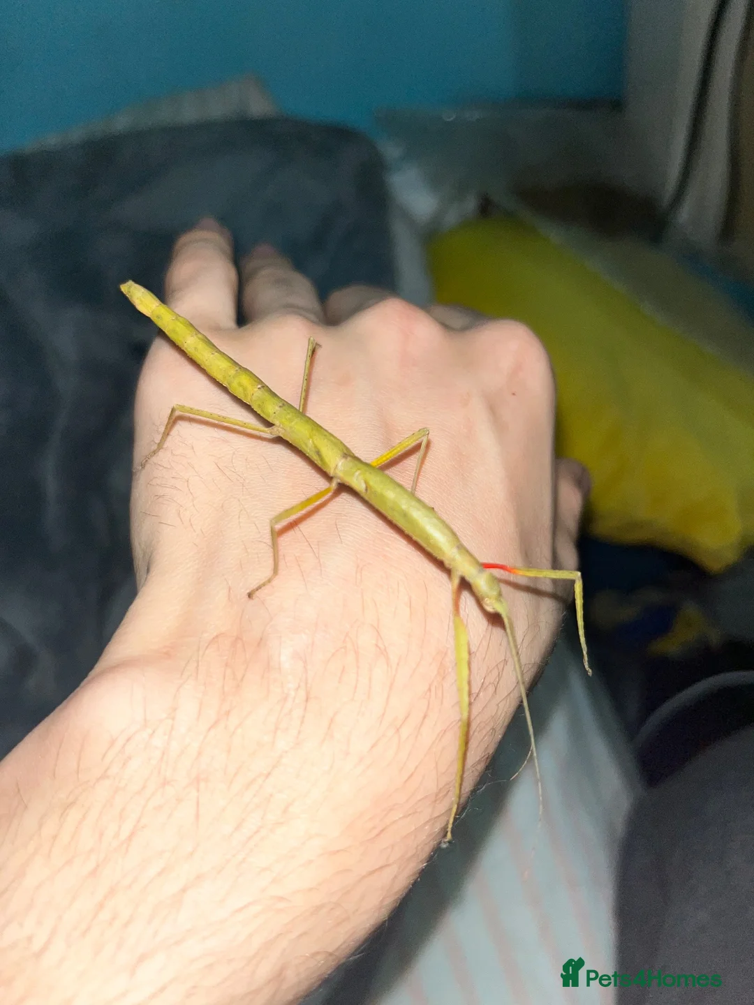 Stick Insects invertebrates for sale: Stick insects and eggs available  in Plymouth - Advert 2