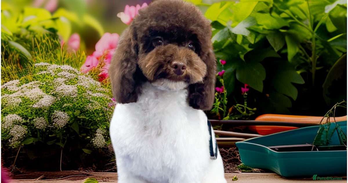 Premium Cavapoo Chocolate Phantom Parti Stud for stud in Rickmansworth ...