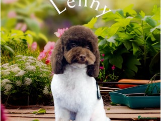 Cavapoo dogs in Rickmansworth - Advert 17