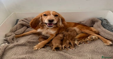 Cocker Spaniel dogs - Advert 4