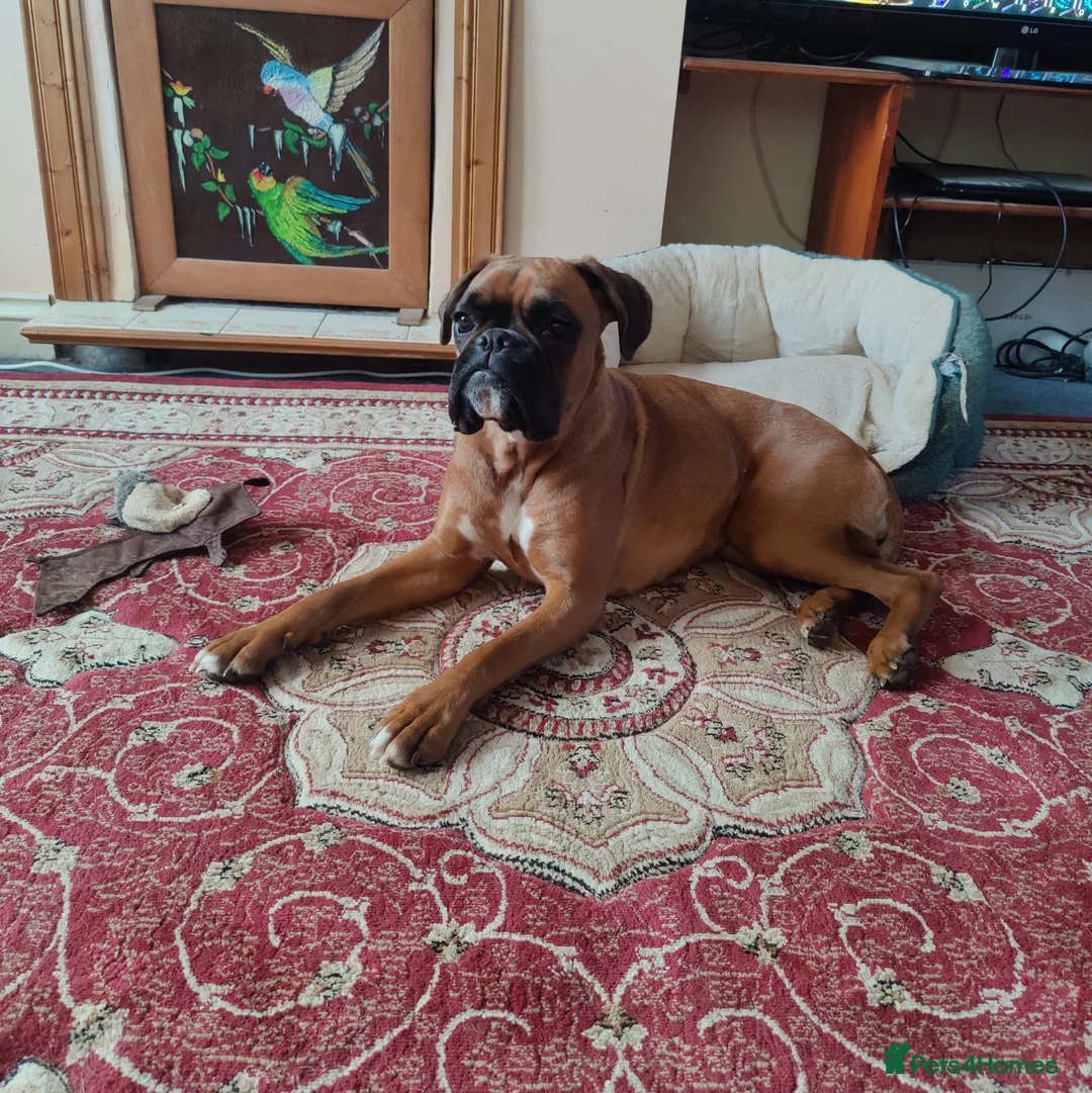 Boxer dogs for sale: Boxer, Red, KC Registered, 1 Year Old  - Advert 1