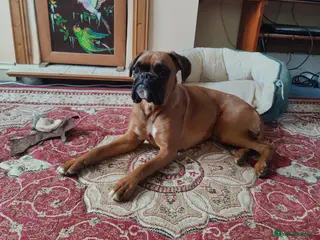 Boxer dogs Boxer, Red, KC Registered, 1 Year Old - Advert 12