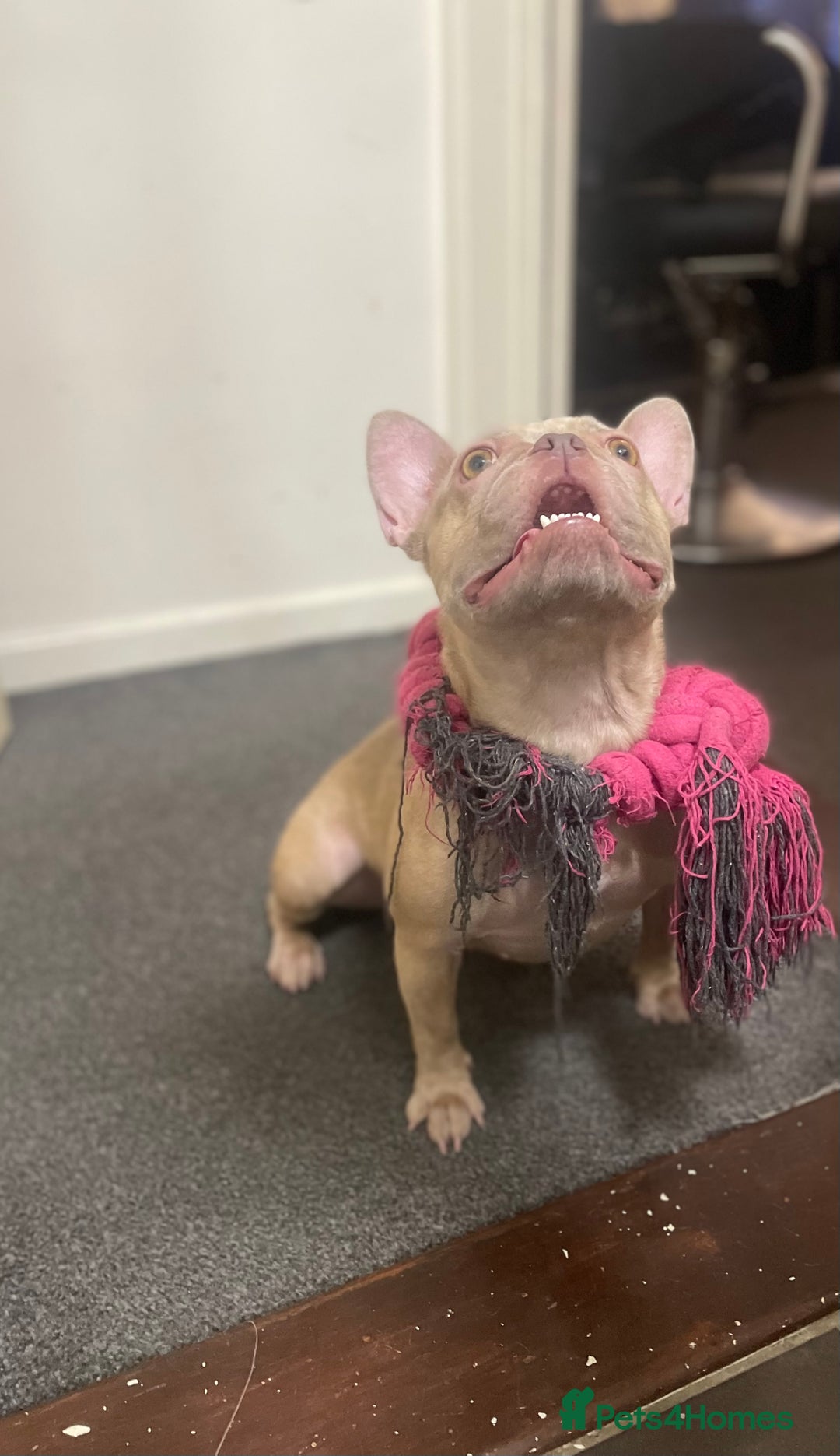 French Bulldog dogs for sale: Female Isabella French bulldog Kc registered  - Advert 5