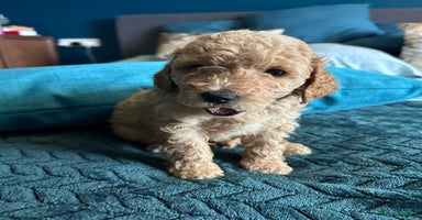 Cockapoo dogs - Advert 9