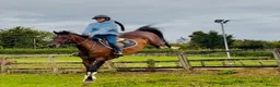 British Warmblood horses for sale: Everyone Needs A Guinness  - Advert 10