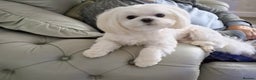 Maltese dogs for stud: Maltese for stud❗️ in Wakefield - Advert 6