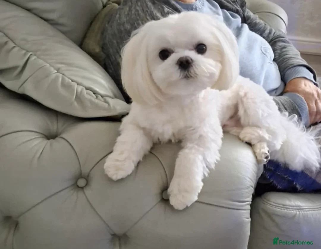 Maltese dogs for stud: Maltese for stud❗️ in Wakefield - Advert 6
