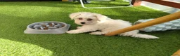 Bichon Frise dogs for sale: Bichon puppies - Advert 8