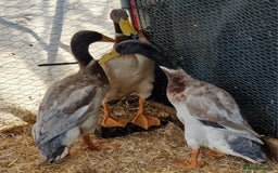 Ducks poultry for sale: Indian runner drakes - Image 3