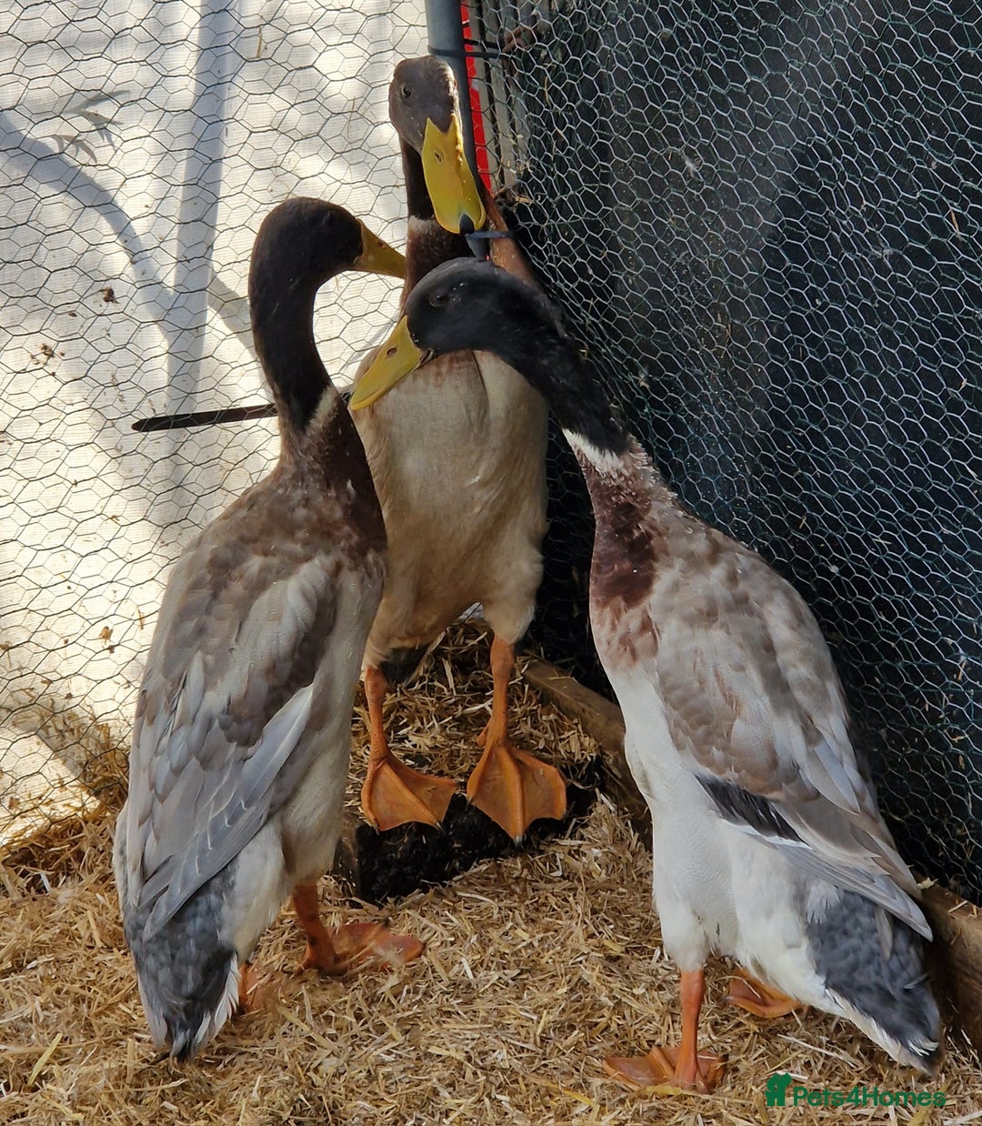 Ducks poultry for sale: Indian runner drakes - Image 3