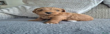 Maltipoo 2