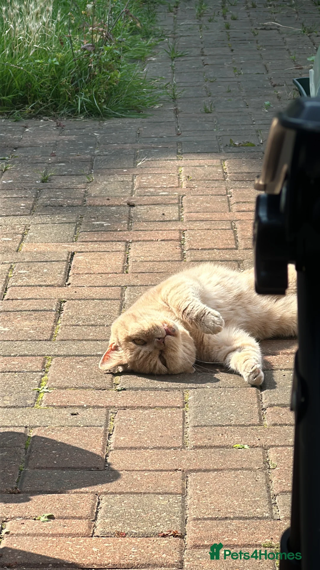 British Shorthair cats for sale: Custard Cream cat  - Advert 1