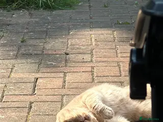 British Shorthair cats Custard Cream cat - Advert 6