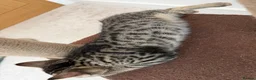Bengal cats for sale: Beautiful Bengal Kittens - Advert 9
