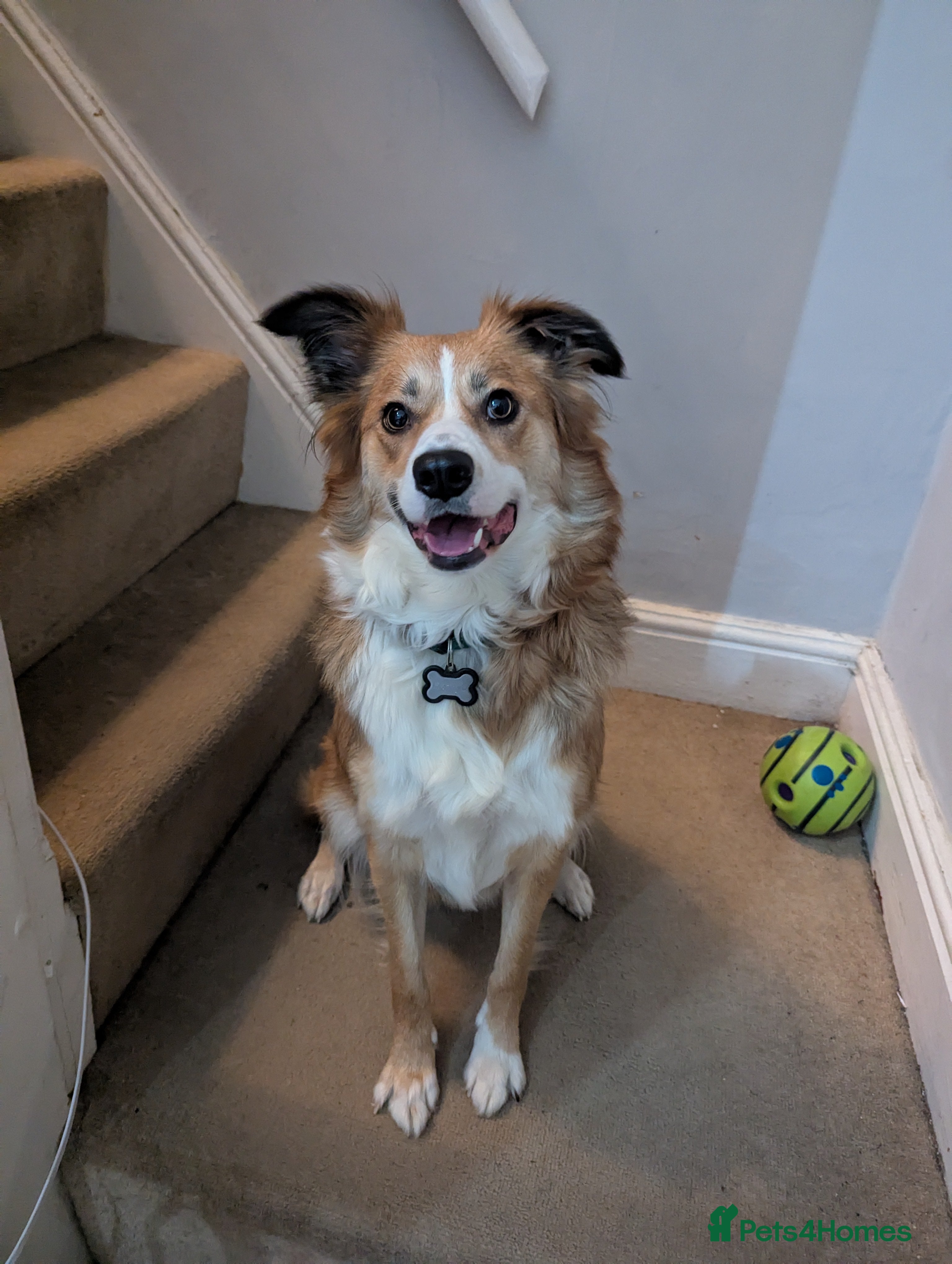 Border Collie dogs Èowyn - Advert 10