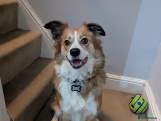 Border Collie dogs Èowyn - Advert 10