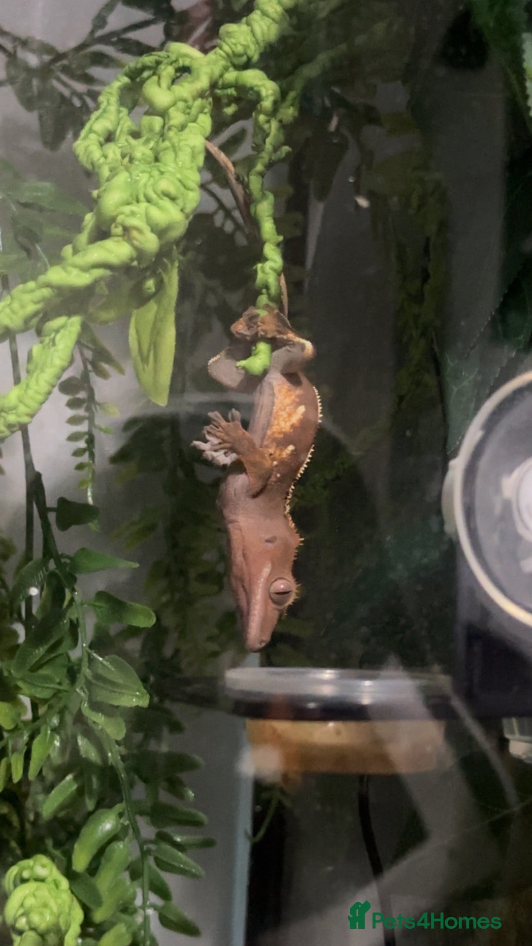 Gecko reptiles for sale: Crested gecko- includes setup - Advert 6