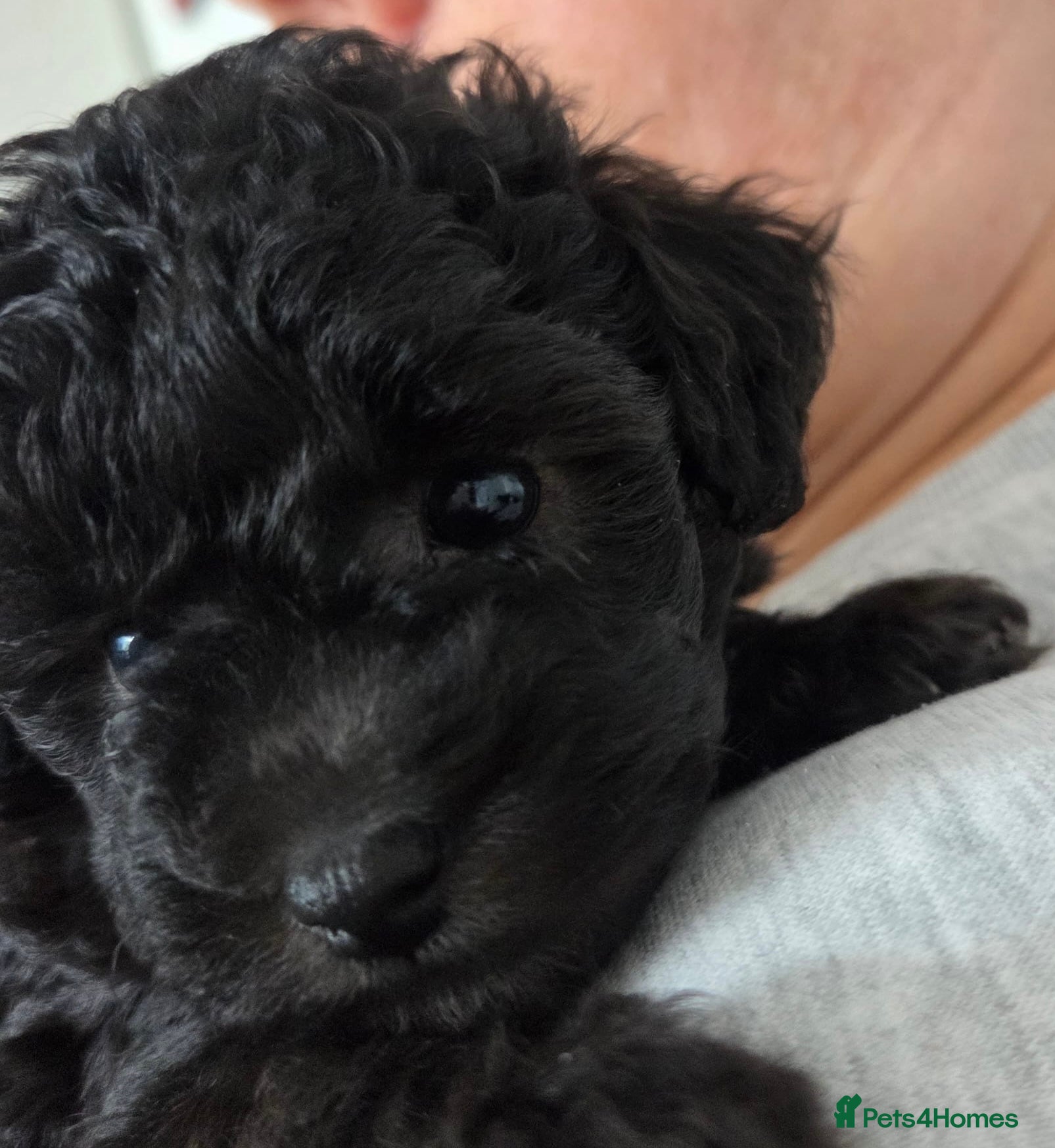Toy Poodle dogs Pretty Asian Micro Toy Poodle X Toy Poodle Puppies - Advert 1