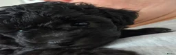 Toy Poodle dogs for sale: Pretty Asian Micro Toy Poodle X Toy Poodle Puppies - Advert 1