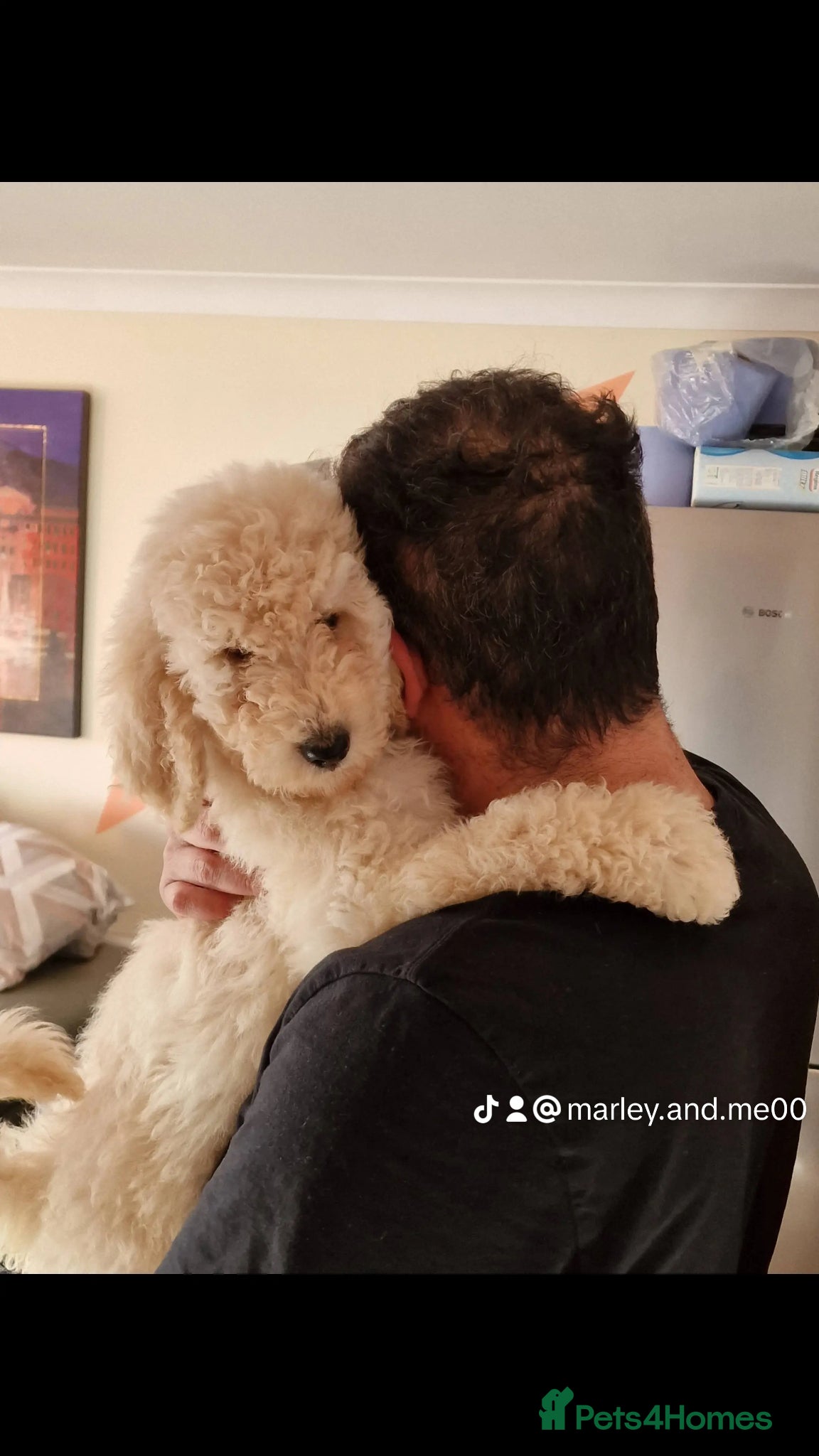 Standard Poodle dogs for stud: Standard White Poodle as stag - Advert 21
