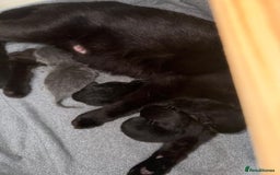 Norwegian Forest Cat cats for sale: 1/4 norwegian forest kittens  - Image 2