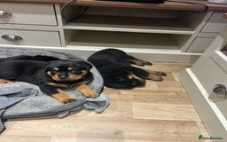 Rottweiler dogs for sale: Stunning large Rottweiler pups - Image 8