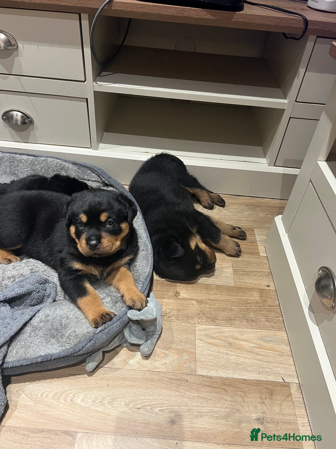 Rottweiler dogs for sale: Stunning large Rottweiler pups - Image 8
