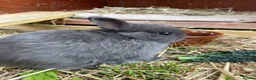 Netherland Dwarf rabbits for sale: Sweet Netherland Dwarf Kits - Advert 7