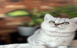 British Shorthair cats for sale: 💎Rare Silver & Spotted BSH Kittens ns 12 & n 24🐾 - Image 8