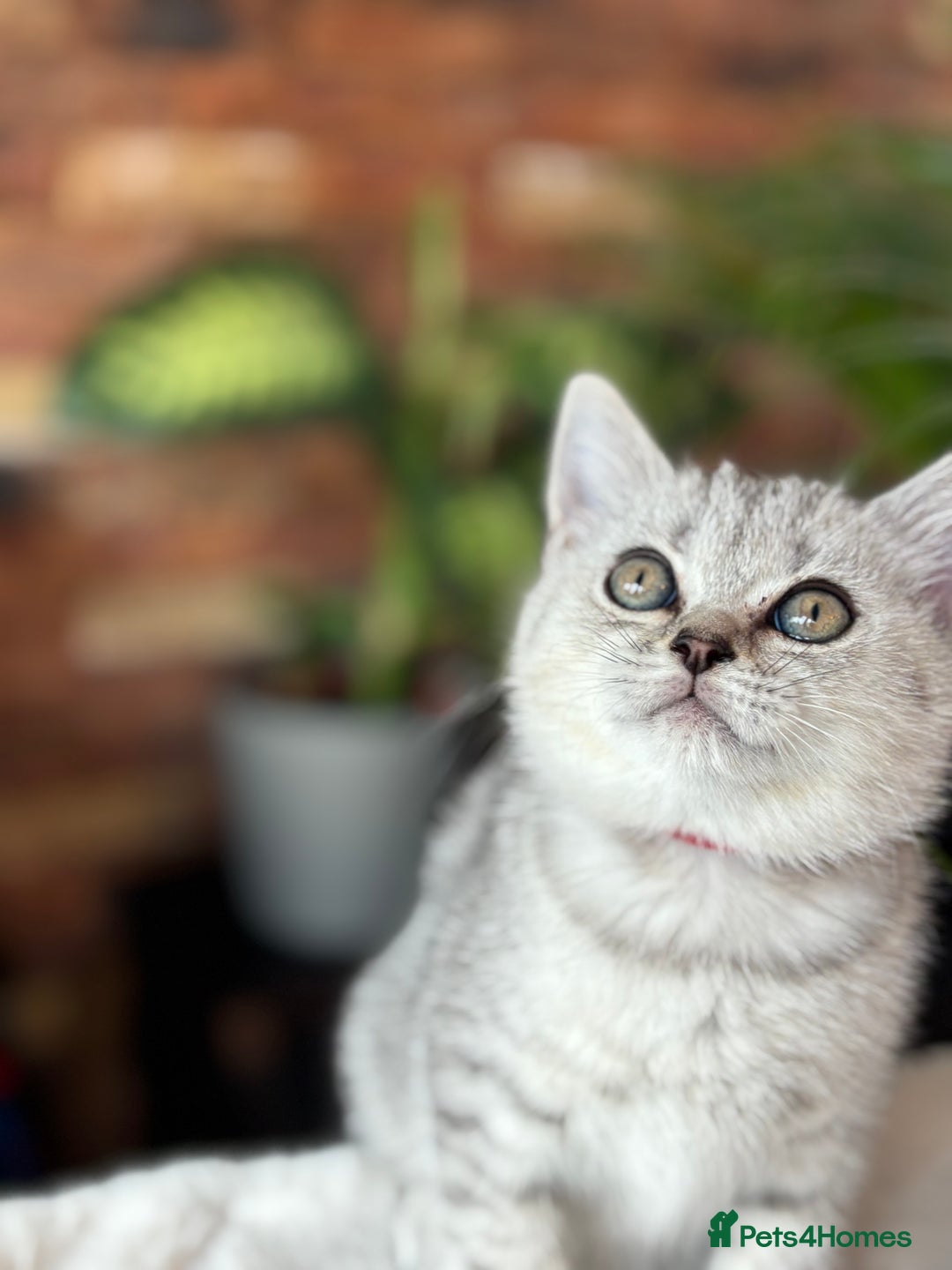 British Shorthair cats for sale: 💎Rare Silver & Spotted BSH Kittens ns 12 & n 24🐾 - Image 8