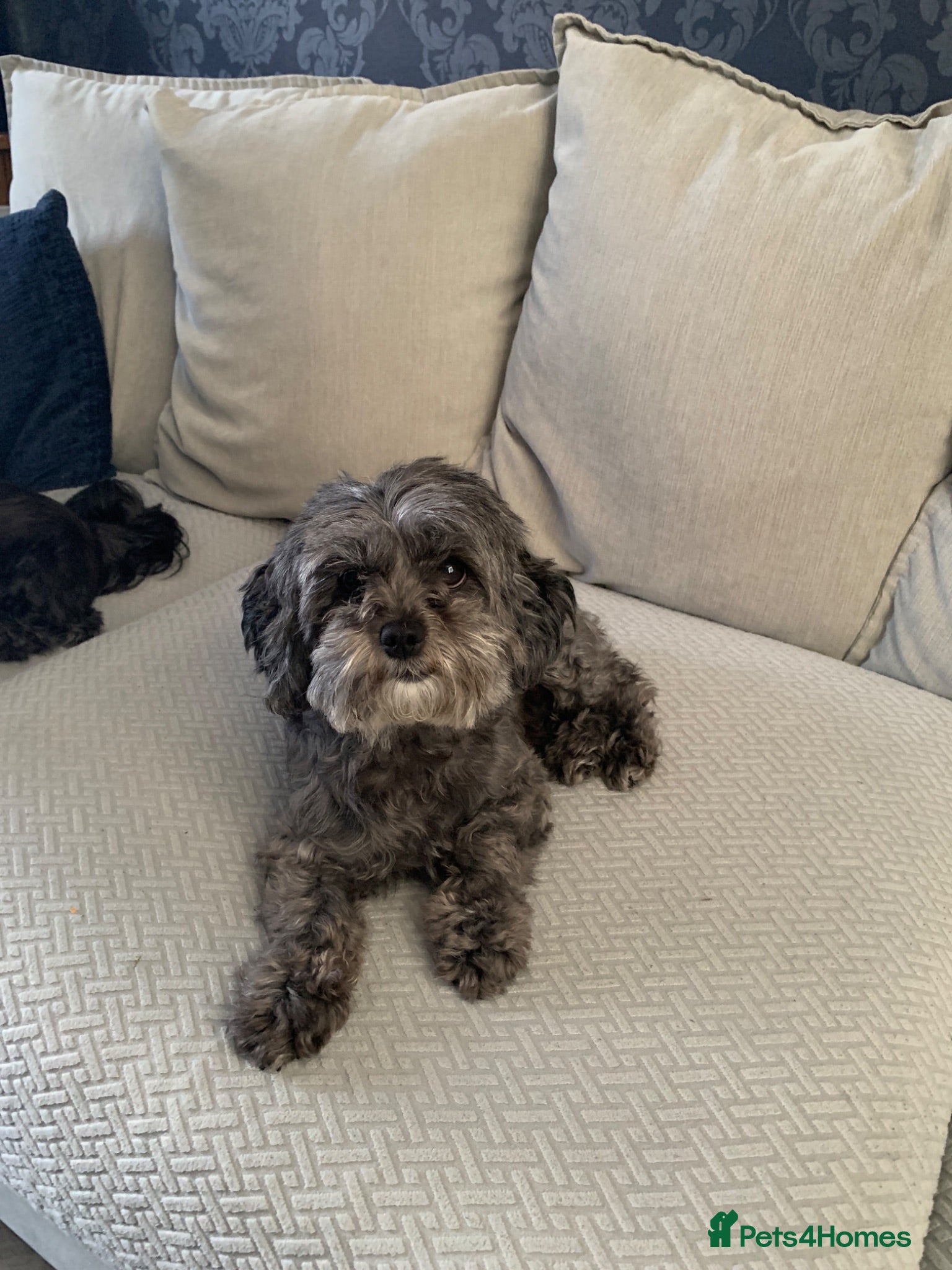 Shihpoo dogs Shih poo FB1 for sale - Advert 1