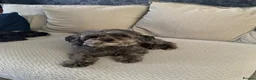 Shihpoo dogs for sale: Shih poo FB1 for sale in Wrexham - Advert 1