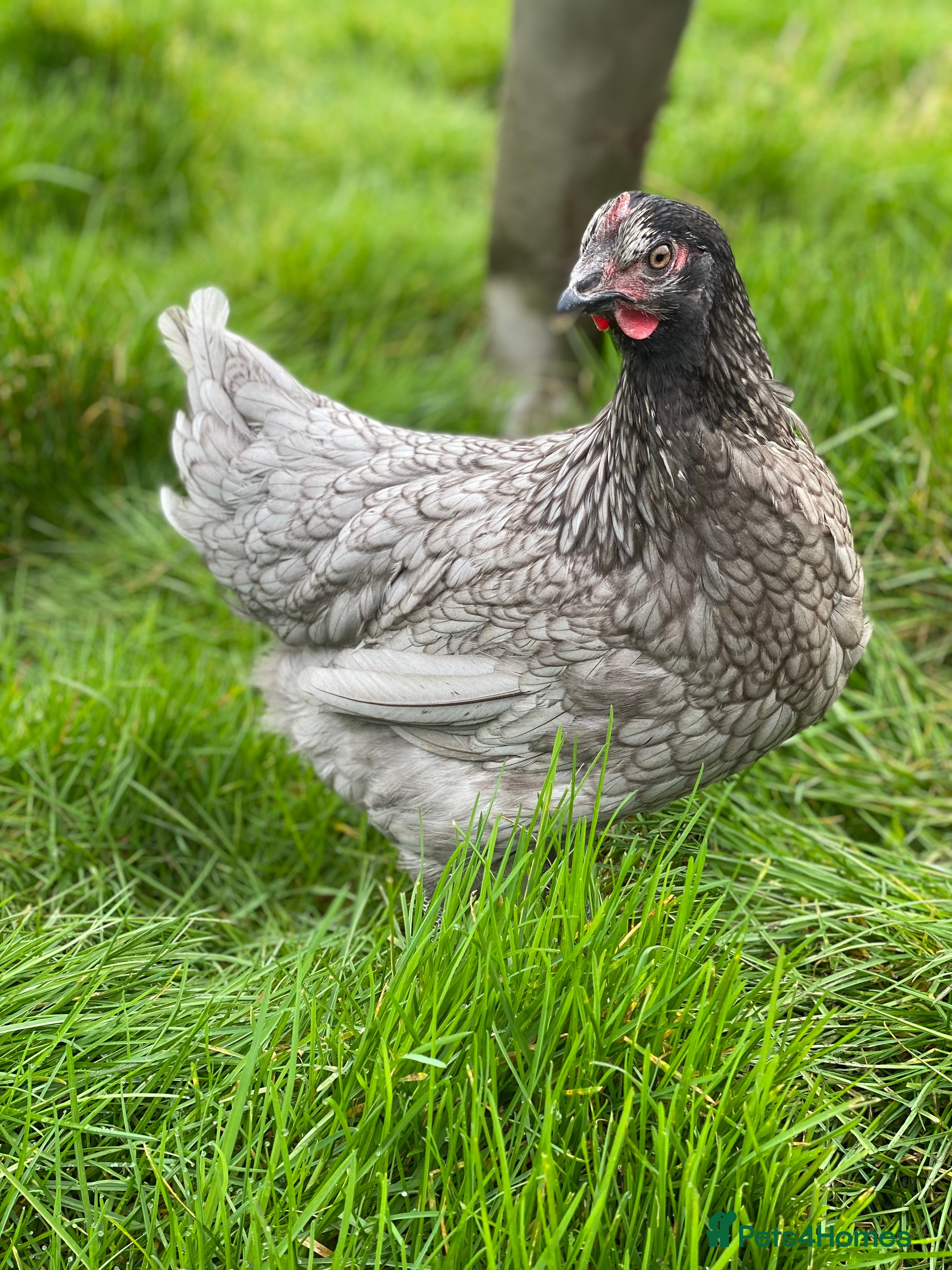 Chickens poultry Various Point of Lay Female Chickens - Advert 9
