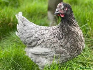 Chickens poultry Various Point of Lay Female Chickens - Advert 1