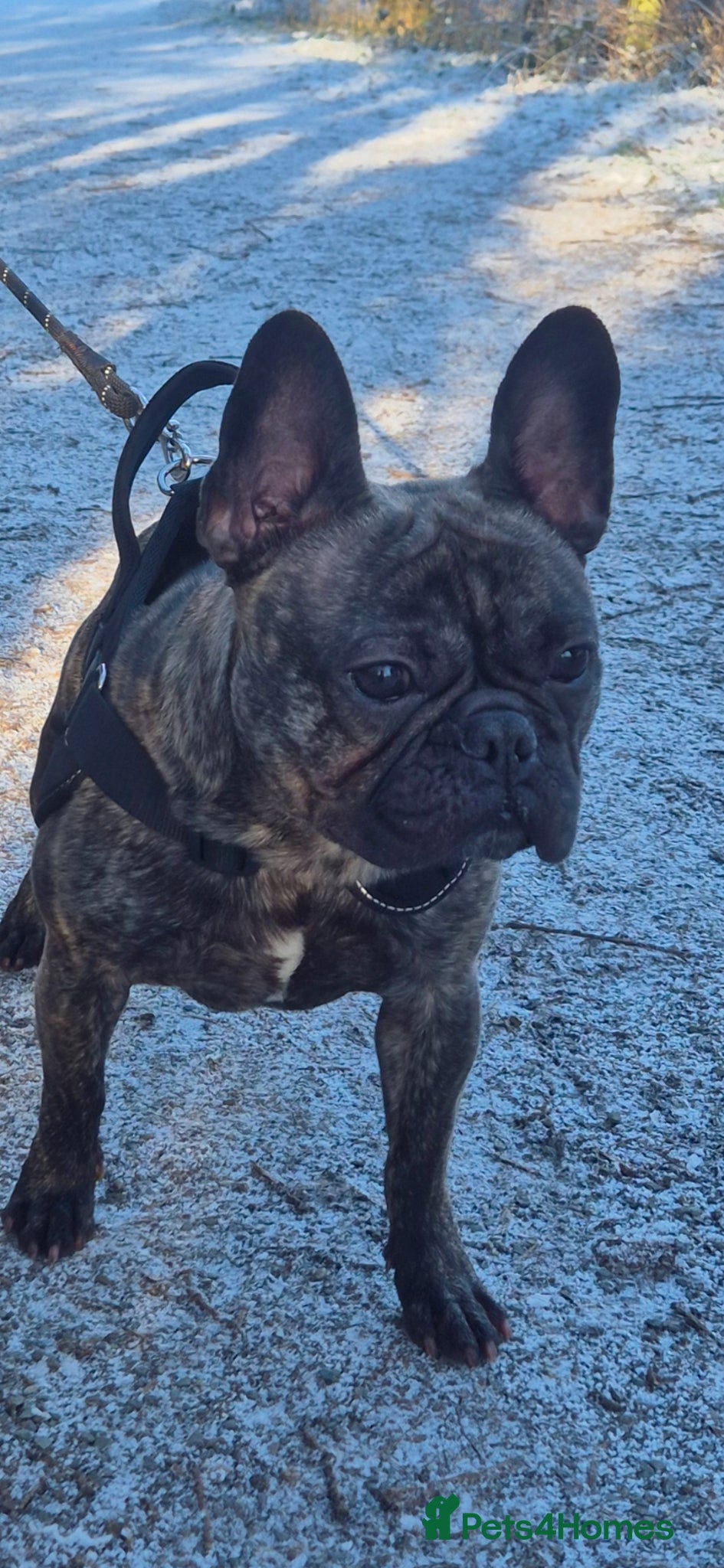 French Bulldog dogs Male french bulldog  - Advert 7